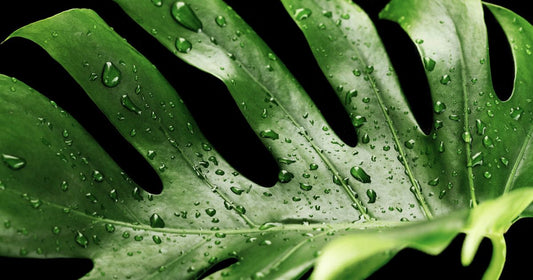 Tissu Monstera : pourquoi ce motif tropical séduit la déco moderne